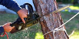 Best Storm Damage Tree Cleanup  in Highland, UT